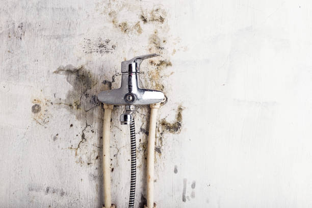  Mountainair, NM Mold Removal Pros