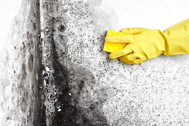Best DIY Mold Remediation Support Services in Mountainair, NM