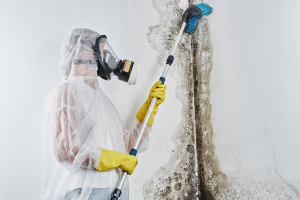 Best Mold Testing and Inspection Services in Mountainair, NM