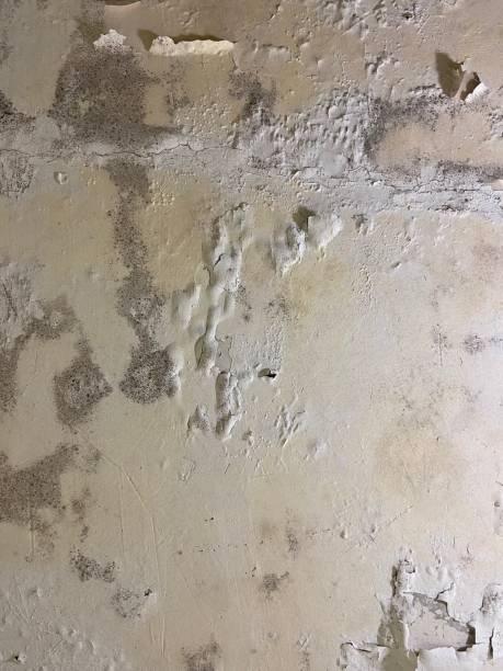 Best Bathroom Mold Remediation in Mountainair, NM