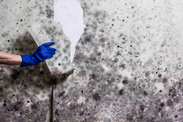 Best HVAC Mold Remediation in Mountainair, NM