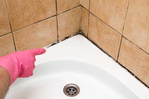 Best Commercial Mold Remediation in Mountainair, NM